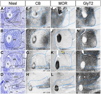 Micropopulation mapping of the mouse parafascicular nucleus connections reveals diverse input–output motifs
